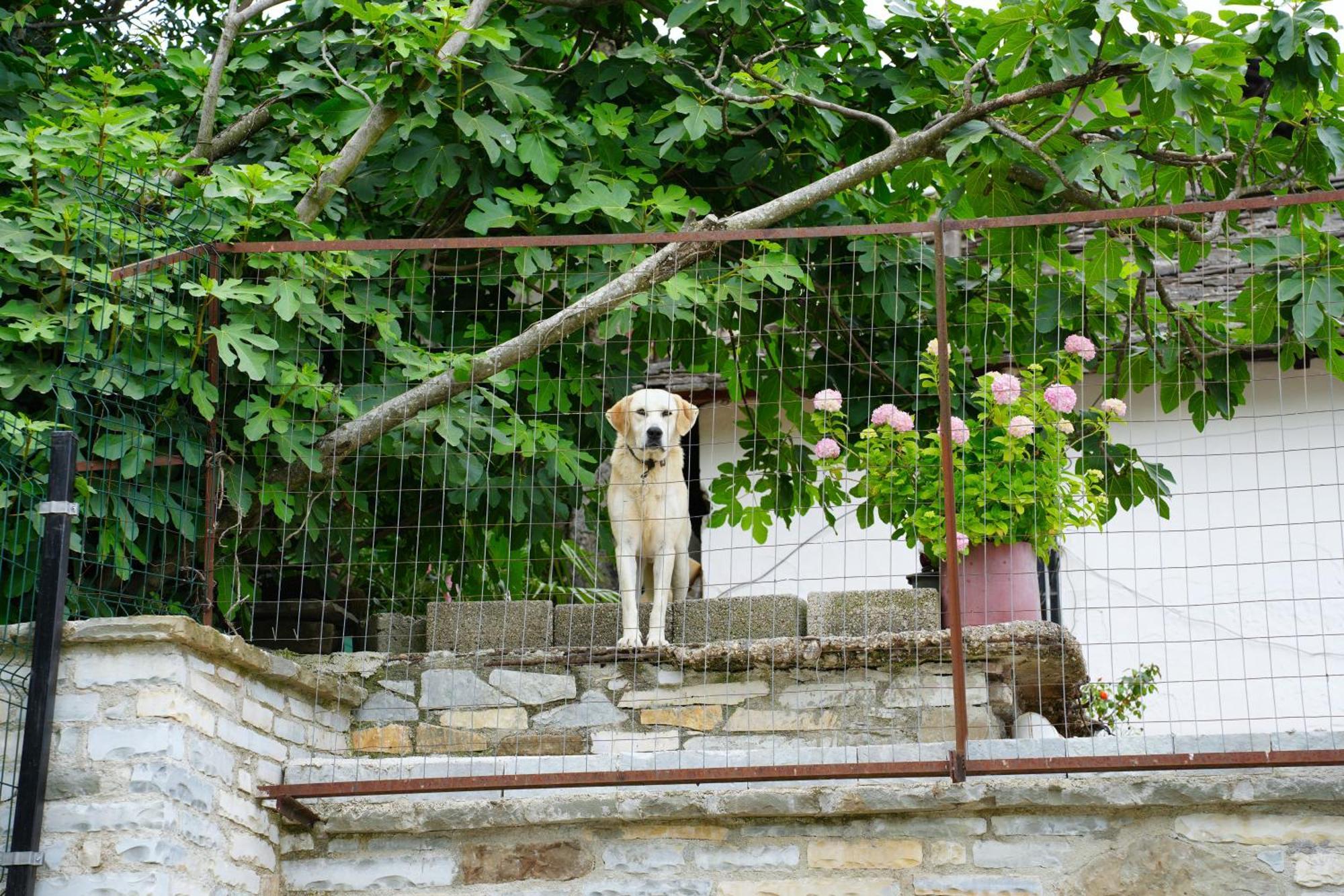 Castlefront Villa Gjirokastra Zewnętrze zdjęcie